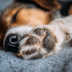 Your Action Plan for Curing Yeast on a Dog's Paws.