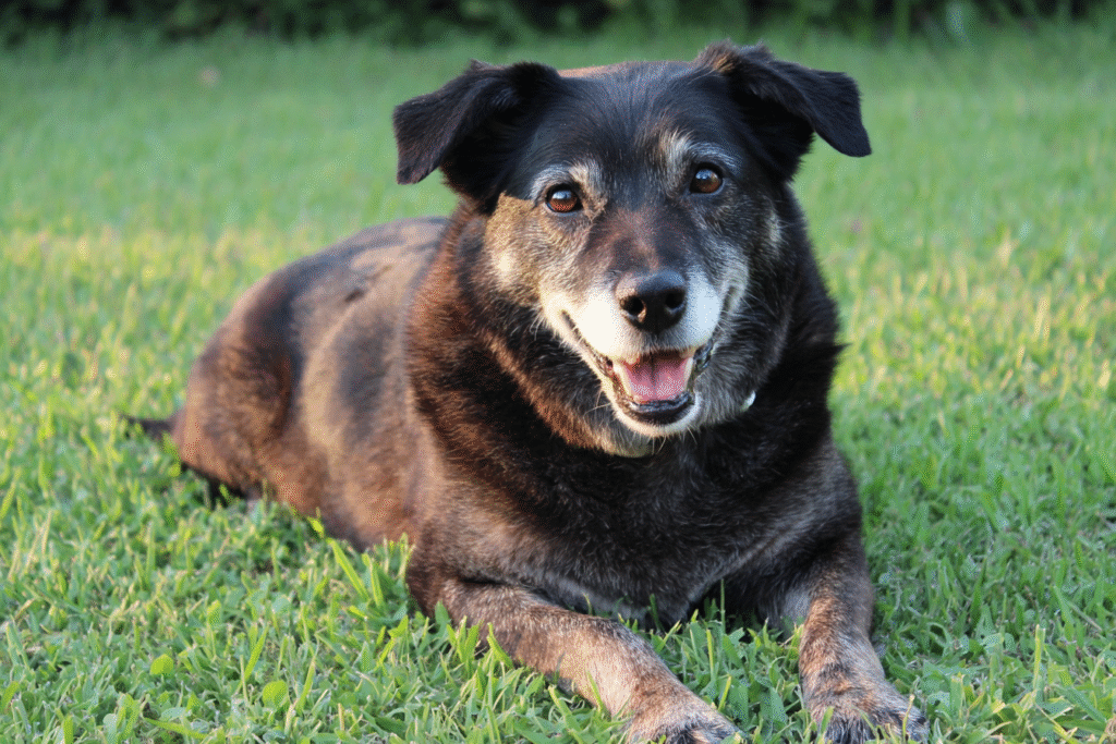 The Ultimate Guide to Finding What is the Best Over-the-Counter Anti-Inflammatory for Dogs