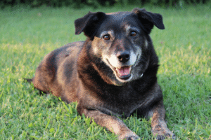 A caring owner provides pain relief to their senior dog, highlighting the search for the best over-the-counter anti-inflammatory for dogs.