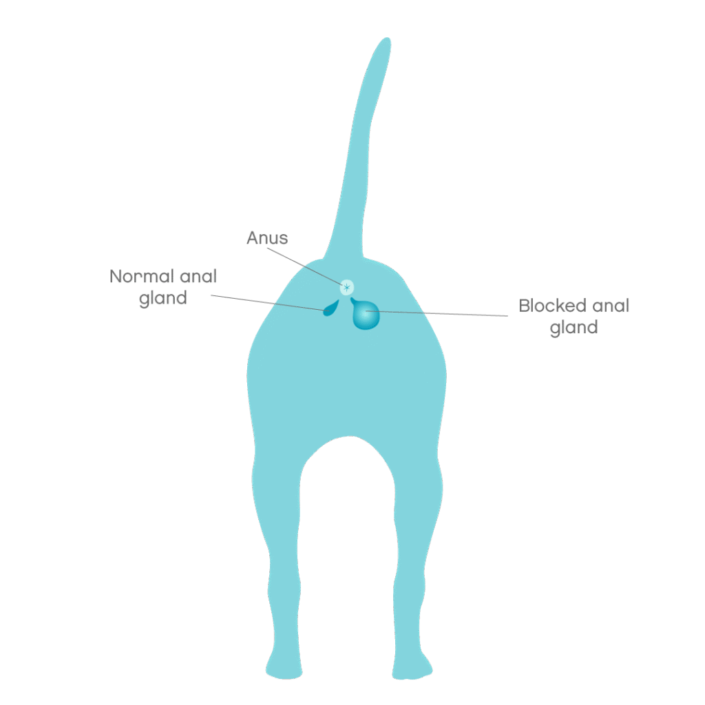 Realistic close-up of a dog with swollen anus area, showing possible symptoms of perianal tumor