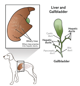 How to Identify and Treat Dog Liver Tumors: A Complete Guide