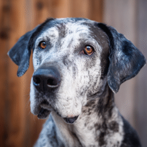 Exploring Histiocytoma in Dogs: What Every Dog Owner Should Know About Tumors