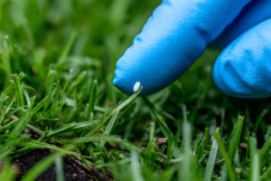 A close-up view of white specks in poop dog, which is a clear sign of tapeworm segments